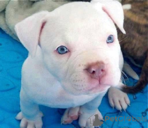 Photo №3. Pitbull Terrier Puppies disponibles. La finlande
