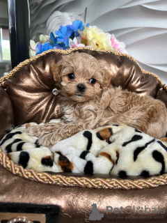 Photo №1. maltipu - à vendre en ville de Minsk | 2366€ | Annonce №48759