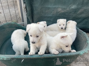 Photo №2 de l'annonce № 124209 de la vente lapphund suédois - acheter à Belgique 