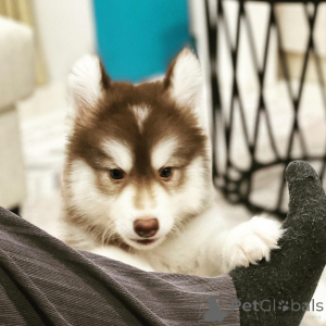 Photo №2 de l'annonce № 172462 de la vente husky de sibérie - acheter à France annonce privée