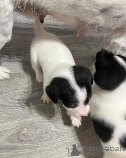 Photo №1. jack russell terrier - à vendre en ville de Helsinki | 600€ | Annonce №172171