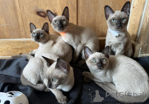 Photo №1. tonkinois - à vendre en ville de Laideur | 350€ | Annonce № 178596