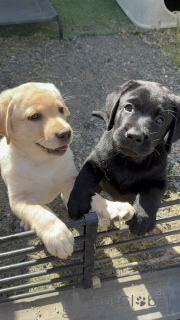 Photo №3. Chiots Labrador Retriever avec un bon cœur et une énergie sans fin. Pays Bas