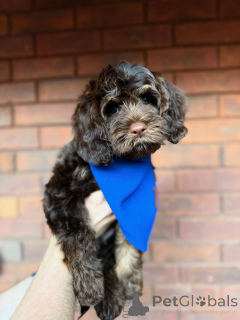 Photo №2 de l'annonce № 157472 de la vente labradoodle - acheter à Irlande annonce privée