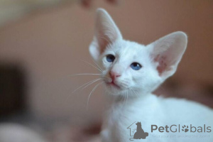 Photo №1. oriental shorthair - à vendre en ville de Mayen-Koblenz | 350€ | Annonce № 148363