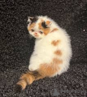 Photo №4. Je vais vendre exotic shorthair en ville de Bruxelles. annonce privée, éleveur - prix - 500€