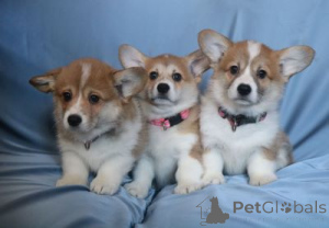 Photo №1. welsh corgi - à vendre en ville de Minsk | 594€ | Annonce №167152