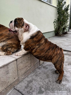Photo №3. Bouledogue anglais, chiot premium. Serbie