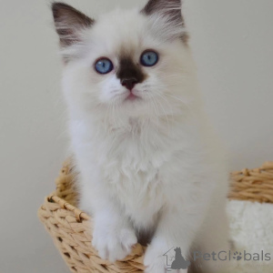 Photo №1. ragdoll - à vendre en ville de Dragsfjärd | négocié | Annonce № 156267