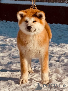 Photo №4. Je vais vendre akita (chien) en ville de Валево. éleveur - prix - négocié