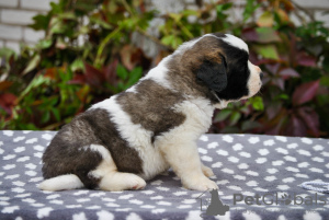 Photo №4. Je vais vendre saint-bernard en ville de Minsk. de la fourrière - prix - 650€