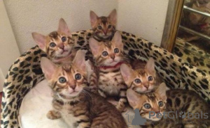 Photo №1. bengal - à vendre en ville de Marseille | 500€ | Annonce № 165914