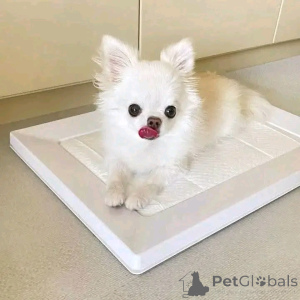 Photo №3. Bonjour à tous, nous avons cet adorable bébé maintenant disponible pour adoption. Espagne