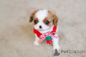 Photo №3. Chiots shih tzu Hendricks à adopter. Andorre