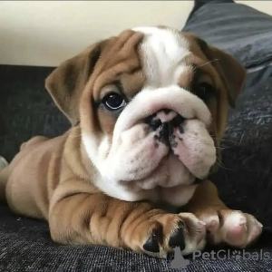 Photo №2 de l'annonce № 112268 de la vente bulldog anglais - acheter à La croatie annonce privée