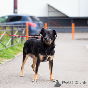 Photo №3. Mignon petit chien. Fédération de Russie