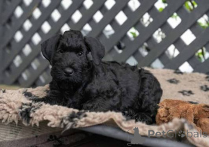 Photo №2 de l'annonce № 173093 de la vente schnauzer géant - acheter à La Slovénie annonce privée, éleveur