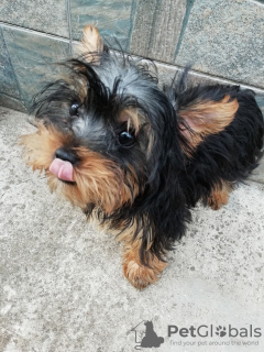 Photo №1. biewer yorkshire terrier, yorkshire terrier - à vendre en ville de Riga | 450€ | Annonce №108994