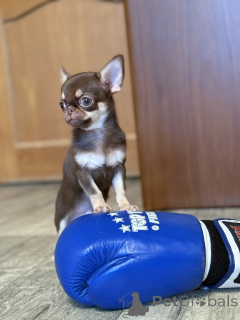 Photo №2 de l'annonce № 165368 de la vente chihuahua - acheter à Biélorussie éleveur