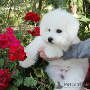 Photos supplémentaires: Chiots bichon frisé