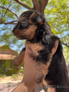Photo №4. Je vais vendre yorkshire terrier en ville de Christchurch. annonce privée - prix - négocié