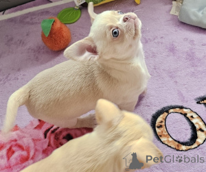 Photo №4. Je vais vendre chien bâtard en ville de Ivancice. annonce privée - prix - négocié