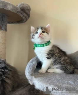 Photo №2 de l'annonce № 128877 de la vente angora turc - acheter à Canada éleveur