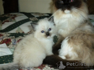 Photo №1. ragdoll - à vendre en ville de Jerez de la Frontera | 300€ | Annonce № 121897