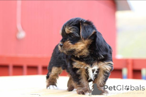 Photo №3. Adorables chiots Yorkie prêts pour leurs maisons pour toujours!. La Grande-Bretagne