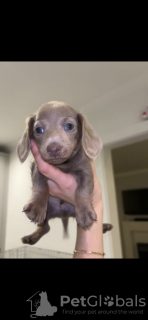 Photo №1. teckel - à vendre en ville de Berlin | 1500€ | Annonce №132761