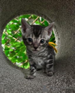 Photo №2 de l'annonce № 152771 de la vente bengal - acheter à France annonce privée