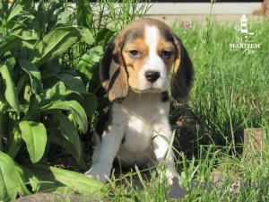 Photo №1. beagle - à vendre en ville de Приморск | 643€ | Annonce №10834
