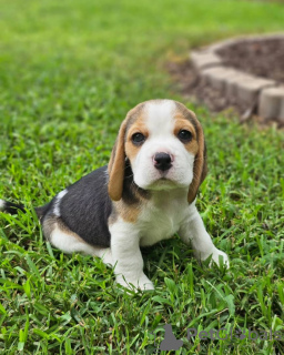 Photo №4. Je vais vendre beagle en ville de Rostock. annonce privée - prix - 360€