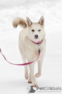 Photo №2 de l'annonce № 82812 de la vente chien bâtard - acheter à Fédération de Russie annonce privée