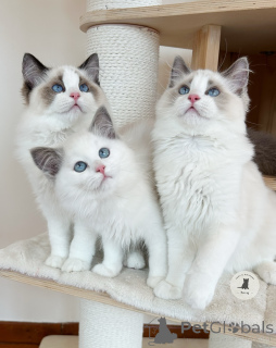 Photo №1. ragdoll - à vendre en ville de Paris | négocié | Annonce № 163535