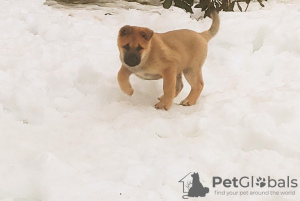 Photo №2 de l'annonce № 93897 de la vente akita (chien) - acheter à Fédération de Russie annonce privée