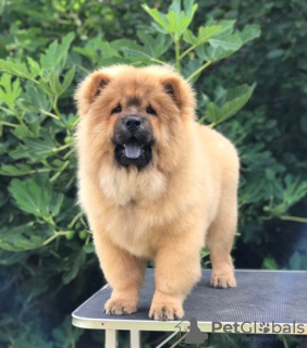 Photos supplémentaires: Chow Chow, de beaux chiots