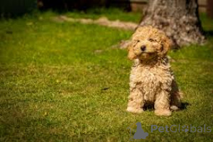 Photo №3. L'achat de Labradoodle-puppy. Pays Bas