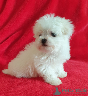 Photo №4. Je vais vendre bichon maltais en ville de Berlin. annonce privée - prix - négocié