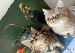 Photo №1. exotic shorthair - à vendre en ville de Détamas | 350€ | Annonce № 153852
