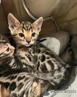 Photo №1. bengal - à vendre en ville de Varsovie | 500€ | Annonce № 168364
