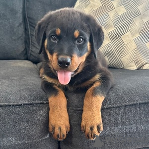 Photo №1. rottweiler - à vendre en ville de Bad Wildungen | 500€ | Annonce №151470