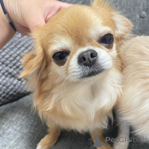 Photo №2 de l'annonce № 161502 de la vente chihuahua - acheter à Allemagne 