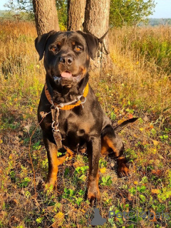 Photo №1. rottweiler - à vendre en ville de Москва | Gratuit | Annonce №123969