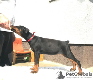 Photo №3. Chiots Dobermann. Serbie