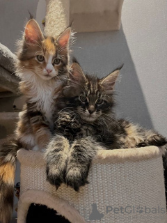 Photo №4. Je vais vendre maine coon en ville de Berlin. annonce privée - prix - 300€