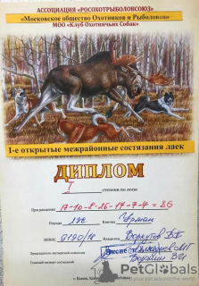 Photos supplémentaires: Chiots de race pure de Laika de Sibérie occidentale, avec un pedigree de