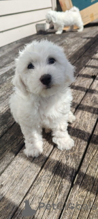 Photo №2 de l'annonce № 176497 de la vente bichon à poil frisé - acheter à La Slovénie annonce privée