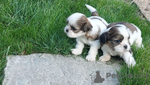 Photo №2 de l'annonce № 106803 de la vente shih tzu - acheter à Pologne éleveur