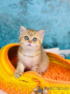 Photo №1. scottish straight - à vendre en ville de Kiev | 531€ | Annonce № 145302